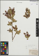 Foto von Salix pentandra L.